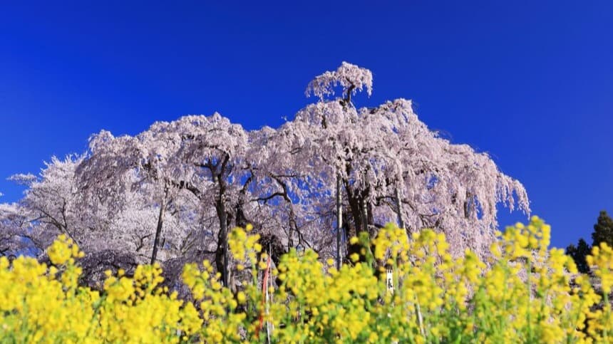 Cover Image for 【2025年春に見たい日本五大桜（三大桜）】世紀を越えて手入れされてきた貴重な桜を紹介！