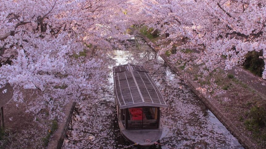 Cover Image for 【2025年版関西・近畿地方の桜】意外と知られていない！？隠された桜名所6選！