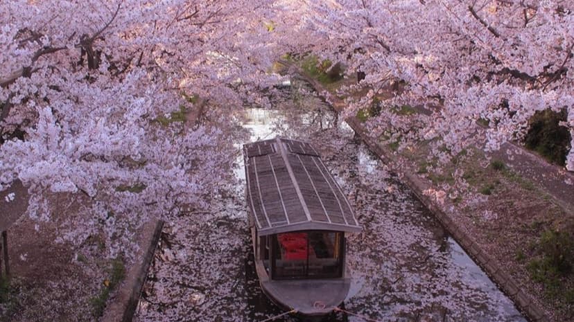 【2025年版関西・近畿地方の桜】意外と知られていない！？隠された桜名所6選！