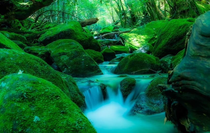 屋久島自然休養林 白谷雲水峡