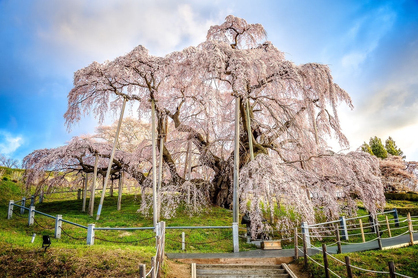 5 三春滝桜